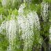 Glicine del Giappone o Wisteria floribunda 'Alba'