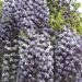 Glicine del Giappone o Wisteria floribunda 'Violacea Plena'