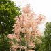 Cedrela sinensis ‘Flamingo’, Toona sinensis o Mogano cinese