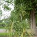 Cordyline, Dracaena o Cordyline australis