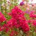 Lagerstroemia indica ‘Collonges La Rouge’ o Lillà delle Indie rosso