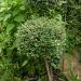 Ligustro a foglie piccole sfera su ¼ di fusto 40/50 cm, Ligustrum delavayanum o Ligustrum jonandrum