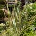 Lino della Nuova Zelanda variegato o Phormium tenax ‘Variegatum’