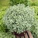 Pittosporum tenuifolium ‘Silver Ball’ o pittosporo a foglie piccole potato a sfera