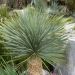 Yucca rostrata o yucca blu