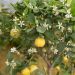 Bergamotto, bergamotta o Citrus bergamia