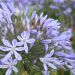 Agapanthus nano Valle della Belle