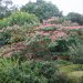Acacia di Costantinopoli o Albizia julibrissin
