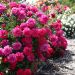 Rosa paesaggistica ALLIANCE ® Meitunion