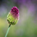 Allium Sphaerocephalon