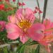 Alstroemeria nana o Giglio degli Incas