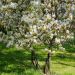 Amelanchier Lamarckii
