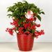 Ardisia crenata, ardisie à feuilles crénelées