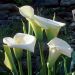 Calla Zantedeschia Aethiopica