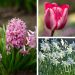 Assortimento delle Baleari: giacinti + tulipani + narcisi