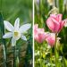 Assortimento Amore Tulipani + Narcisi