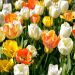 Assortimento Ibiza: tulipani precoci fosteriana