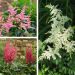 Astilbe in mix