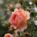 Rosa AUGUSTE ESCOFFIER ® Meizasmyne
