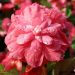 Begonia NON STOP ® rosa