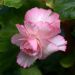 Bégonia Prima Donna Clair de Lune®