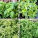 Basilic en mélange