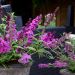 Mini-Buddleia FREE PETITE TUTTI FRUITTI ® ou arbre à papillons