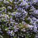 Ceanothus Skylark