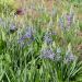 Camassia esculenta quamash, Giacinto indiano o selvatico
