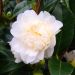 Camelia Nobilissima bianca