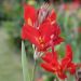 Canna nana Flamenco
