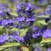 Caryopteris Heavenly Blue