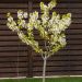 Ciliegio Nano GARDEN BING ®