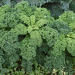 Cavolo Riccio (Kale) Westlandse Winter BIO