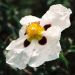 Cisto o Cistus Alan Fradd
