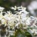 Clematide di padre Armand o Clematis armandii