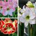 Collezione di 3 Amaryllis
