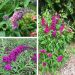 Collection de 3 Buddleias, Arbres aux papillons ou Buddleja davidii