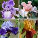 Collezione di Iris a grandi fiori