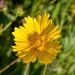Coreopsis grandiflora Mayfield Giant