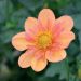 Dahlia collerette Pale Tiger