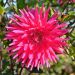 Dalia cactus a grandi fiori Allegro