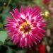 Dalia decorativa Audace