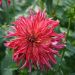 Dahlia decorativo a grandi fiori Bangkok Violet