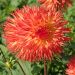 DALIA CACTUS MERLETTO A GRANDI FIORI FEU DU SOLEIL La confezione da 2