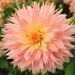 Dalia Cactus a grandi fiori Dentelle Eclair