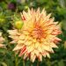 Dalia Cactus Hy Pimento