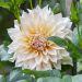 Dahlia decorativo Café au Lait