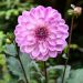 Dahlia nain double Charming Lady