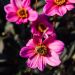 Dahlia nain simple Cracow